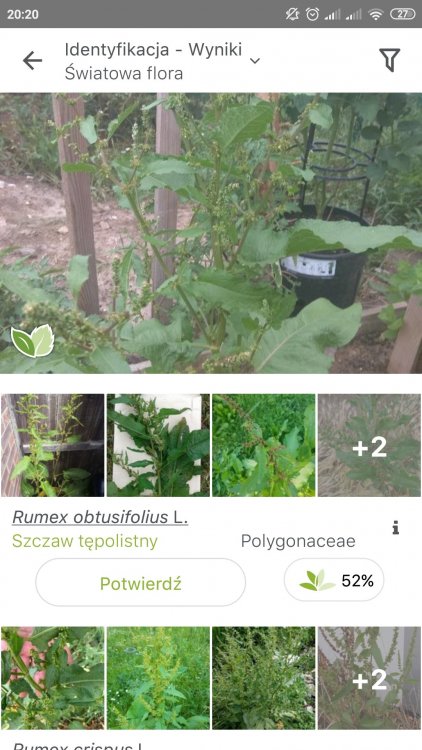 Screenshot_2021-07-06-20-20-24-216_org.plantnet.jpg